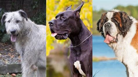 Perros Gigantes: los 10 Perros más Grandes del Mundo [Ranking]