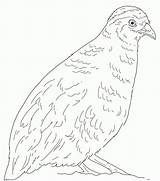 California Valley Quail Coloring Page  Free Printable Pages sketch template