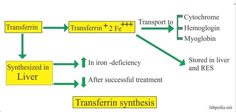 Acute Phase Protein – Part 4 – Transferrin – Labpedia.net