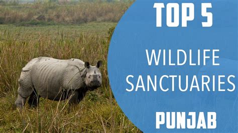 Top 5 Best Wildlife Sanctuary to Visit in Punjab | India - English ...