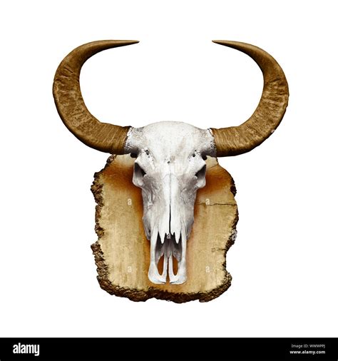 Bull skull with horns isolated on white background Stock Photo - Alamy