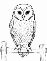 35 Owl Coloring Pages Free Printable Sheets In 2024  coloring sketch template