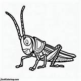 Grasshopper Picture Coloring Page  For Kids – Smart Creative sketch template