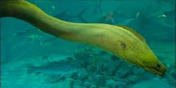 Green Moray Eel Facts: Lesson for Kids | Study.com