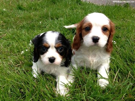 Cavalier King Charles Spaniel Puppies For Sale | Bismarck, ND #113716