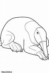 oso hormiguero Durmiendo Para Colorear E Imprimir sketch template