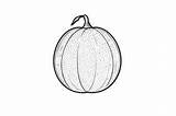 Cantaloupe Coloring Page For Adults Graphic By Forhadx5 · Creative Fabrica sketch template