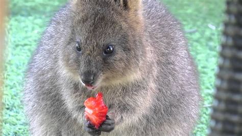 Quokka eating a strawberry - YouTube