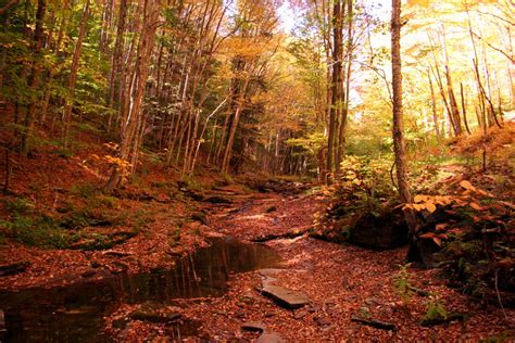 Leaves Creek Hiking Trail | Forest Foliage Autumn Fall Nature Pictures