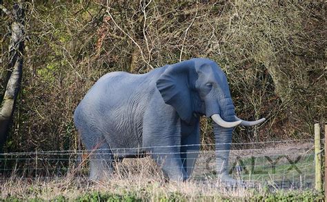 Giant elephant sculpture finds a home in Swindon