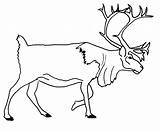 Caribou Coloring Page  Lake Boundary Waters sketch template