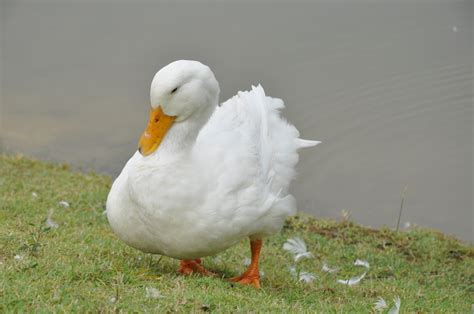 My Duck Collection: Beautiful white ducks