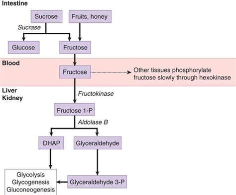 Fructose Metabolism Vs Glucose Metabolism