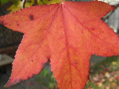 An Orange Maple Leaf Free Stock Photo - Public Domain Pictures