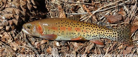 Greenback Cutthroat Trout – Western Native Trout