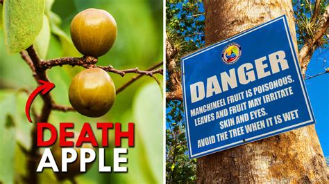 Manchineel Tree: The Deadliest Tree On Earth - YouTube