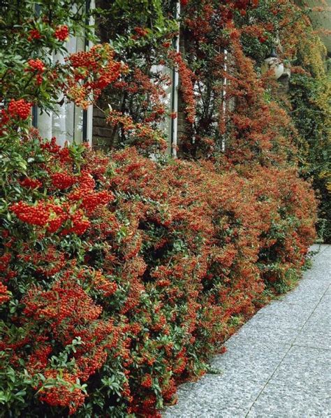 Pyracantha Red Column - Beechmount Garden Centre