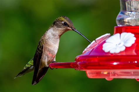 5 ways to safely feed backyard birds - Clearview Garden Shop