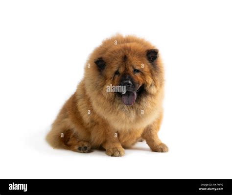 portrait of cute chow chow dog sitting on the floor with tongue ...