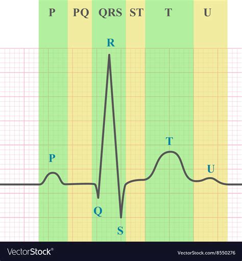 Ecg on grid paper Royalty Free Vector Image - VectorStock