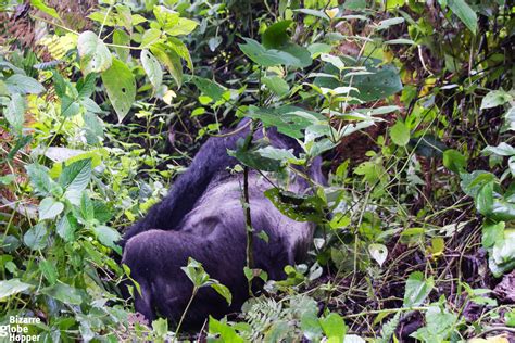 Meeting the Giants of the Forest – Gorilla Trekking in Bwindi Impenetrable Forest, Uganda – The ...