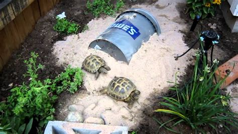 Russian Tortoises in outdoor micro habitat - YouTube