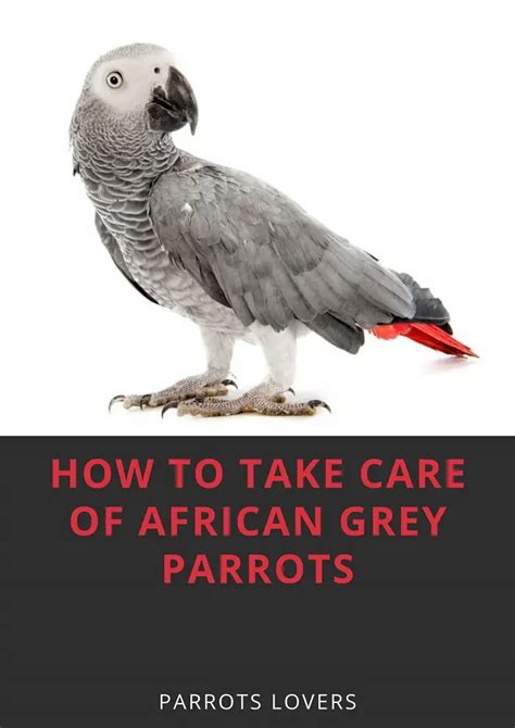 African grey parrot care - African Grey Parrot