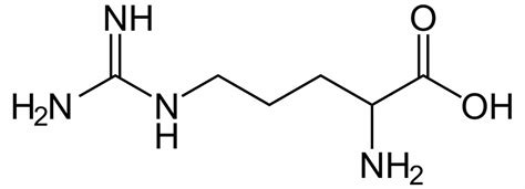 L-Arginine - Function, Supplement Uses and Side Effects