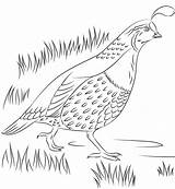 Quail Coloring Page sketch template