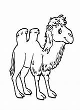 Two Humped Camel Coloring Page  Free Printable Pages sketch template