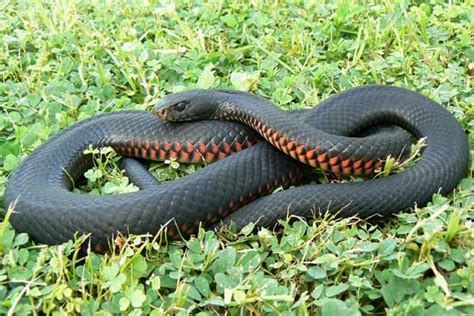 Red-Bellied Black Snake « Australian Animals