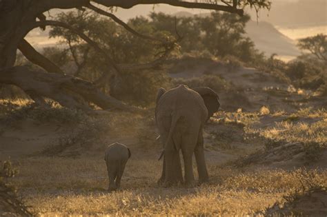 Desert elephants Namibia photos and information about desert elephants