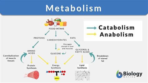 Metabolism