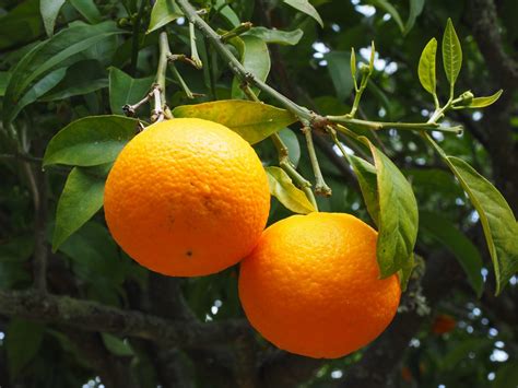 Free Images : branch, flower, summer, ripe, bush, orange tree, food, mediterranean, produce ...