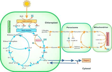 plant metabolism - spring-lake .net