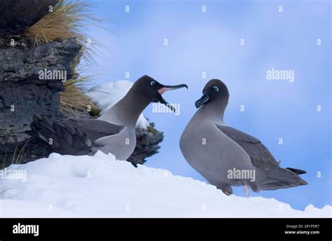 Light-mantled Sooty Albatross (Diomedea palpebrata), adult pair, mating ...