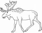 Moose coloring page 3  Free Printable Coloring Pages sketch template
