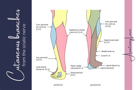 Sacral plexus — AnatomyLove