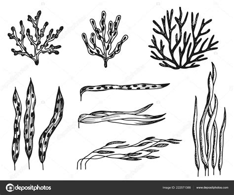 Algae Set Sketches Vector Drawings Isolated Stock Vector by ©Abree ...