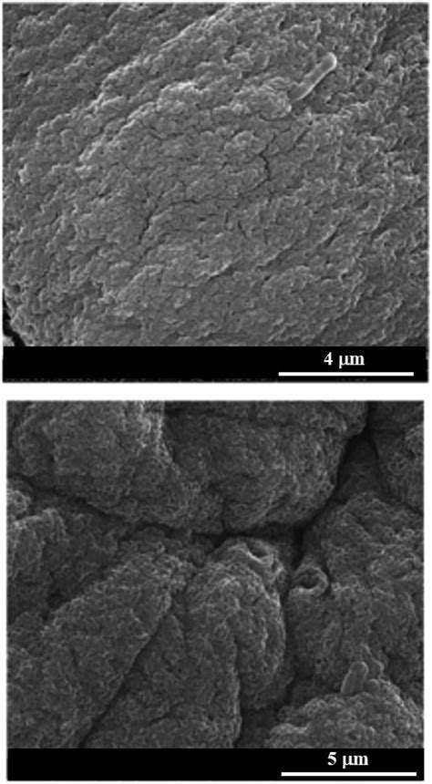 Scanning electron microscopy images of alginate/pectate (1 : 2) beads ...