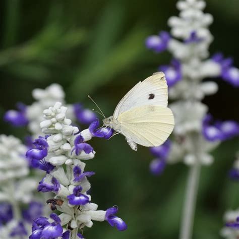 Small White Butterfly | Small White Butterfly (Pieris rapae)… | Flickr