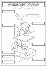 15 Printable Microscope Worksheet  Free PDF At Worksheetocom sketch template