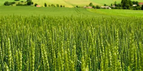 Wheat Farming In Kenya - A Comprehensive Guide For Farmers In 2025