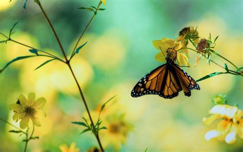 Cute Yellow Butterflies Wallpapers - Top Free Cute Yellow Butterflies Backgrounds - WallpaperAccess