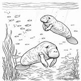Manatee Coloring Pages  Free & Printable sketch template