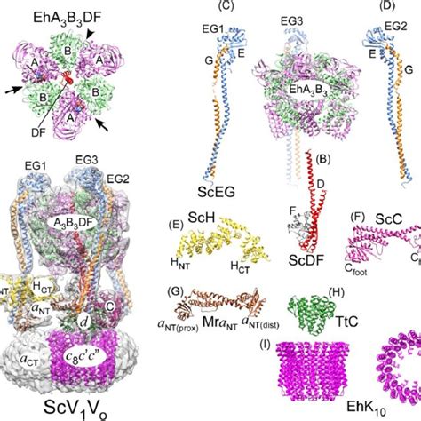 V-ATPase conformational changes accompanying reversible disassembly ...