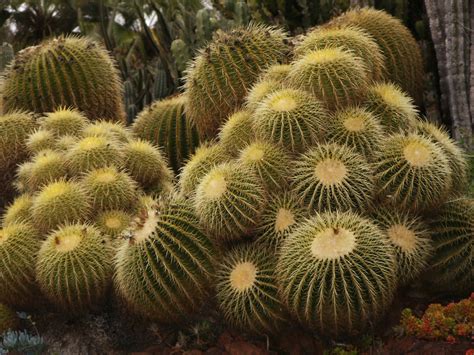 File:Golden Barrel cactus, Huntington Desert Garden.jpg - Wikipedia