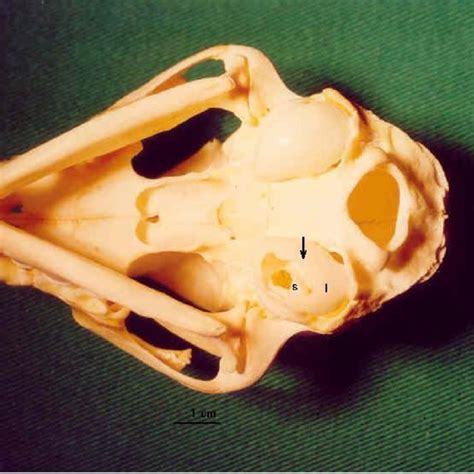 -Macroscopic aspect of the tympanic bullae of cat 12 of group A2. The... | Download Scientific ...