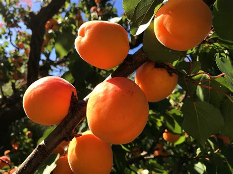 Dwarf Puget Gold Apricot Tree - Easiest growing apricot tree! (2 years – Online Orchards