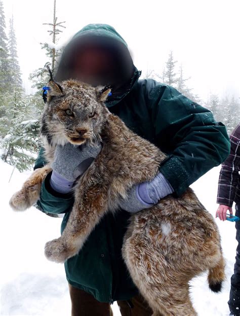 Lynx captured in Washington State. | The Wildlife News